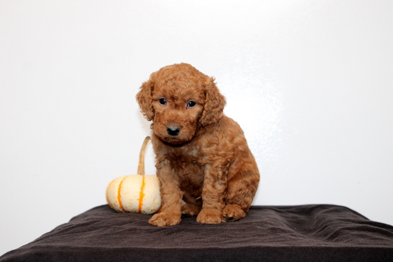 puppy, for, sale, Mini Golden Doodle F2, Matthew B. Stoltzfus, dog, breeder, Gap, PA, dog-breeder, puppy-for-sale, forsale, nearby, find, puppyfind, locator, puppylocator, aca